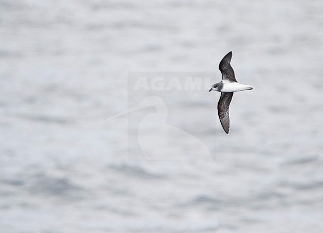 Soft-plumaged Petrel (Pterodroma mollis) in flight over subantarctic waters of New Zealand. Flying above the Pacific ocean surface, showing under wing pattern. stock-image by Agami/Marc Guyt,