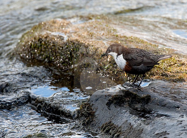 Waterspreeuw aan de waterkant; White-throated Dipper at water edge stock-image by Agami/Roy de Haas,