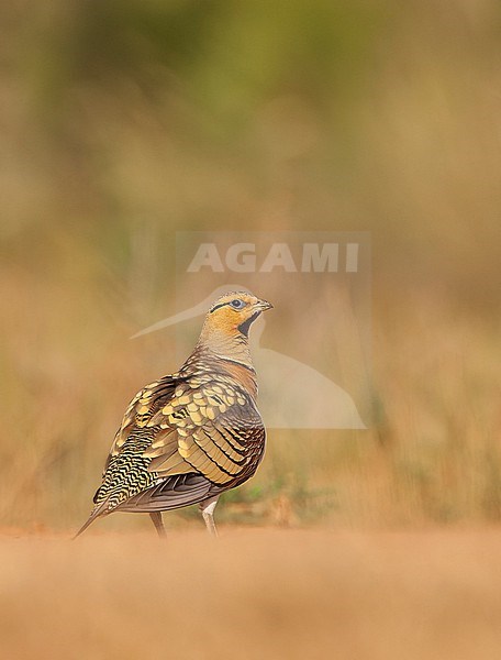 Adult male Pin-tailed Sandgrouse (Pterocles alchata) in steppes near Belchite in Spain. stock-image by Agami/Marc Guyt,