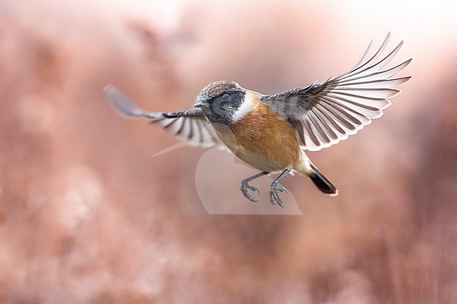 European Stonechat (Saxicola rubicola) in Italy. stock-image by Agami/Daniele Occhiato,