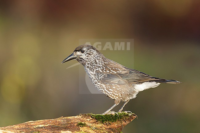 Very tame Spotted Nutcracker (Nucifraga caryocatactes) wintering in an urban area in Wageningen in the Netherlands. stock-image by Agami/Walter Soestbergen,
