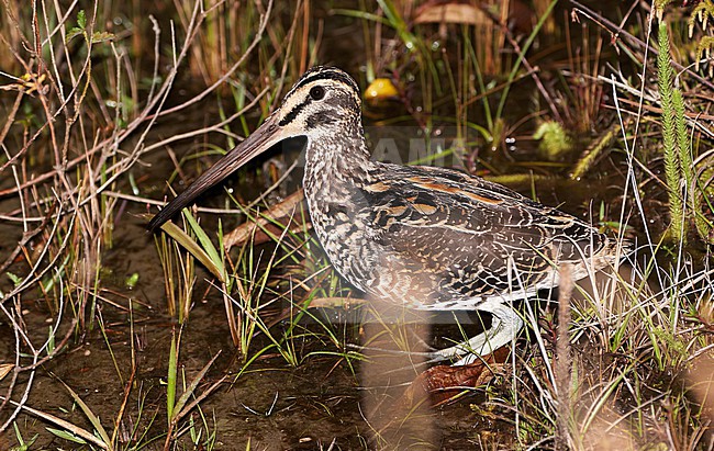 Giant Snipe (Gallinago undulata gigantea) in Brazil. Standing in wetland at night. stock-image by Agami/Dani Lopez-Velasco,