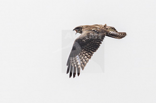 Cape Verde Buzzard (Buteo bannermani) on Cape Verde islands. stock-image by Agami/Yann Muzika,