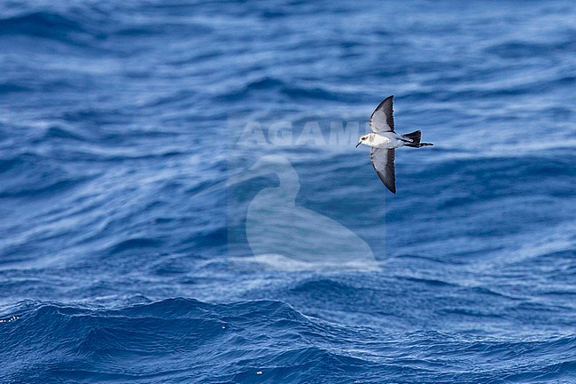 White-faced Storm Petrel (Pelagodroma marina), flying at sea, with a blue background, in Cape Verde. stock-image by Agami/Sylvain Reyt,