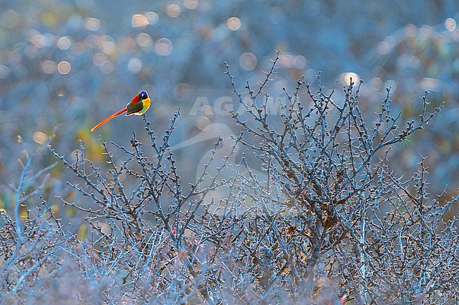 Male Fire-tailed Sunbird, Aethopyga ignicauda, in Nepal. stock-image by Agami/Dani Lopez-Velasco,