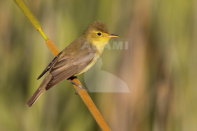 Melodious Warbler, Hippolais polyglotta, in Italy. stock-image by Agami/Daniele Occhiato,