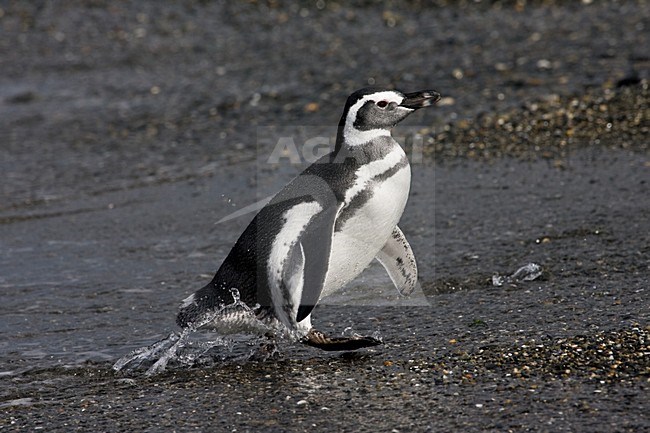 Magelhaenpinguin op het strand; Magellanic Penguin on the shore stock-image by Agami/Marc Guyt,