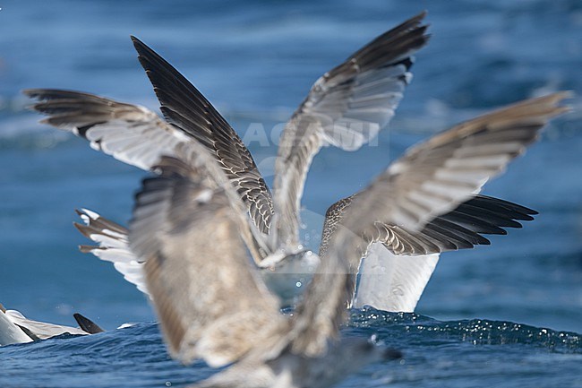 Wings of European herring gulls (Larus argentatus), with the sea as background. stock-image by Agami/Sylvain Reyt,
