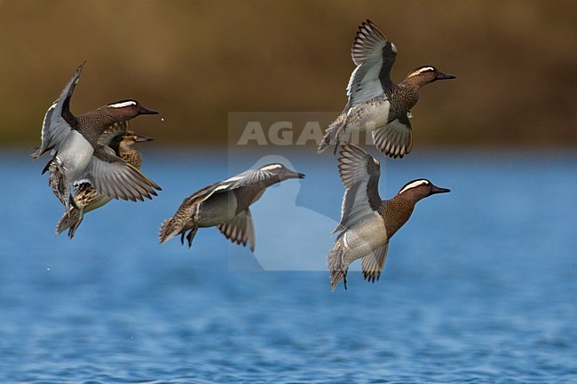 Groep Zomertalingen in de vlucht; Flock of Garganey in flight stock-image by Agami/Daniele Occhiato,