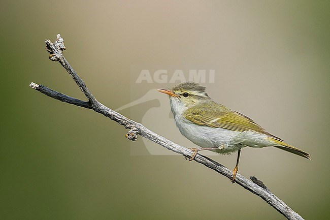 Adult Western Crowned Leaf-warbler (Phylloscopus occipitalis) perched on a twig during spring in Tajikistan. stock-image by Agami/Ralph Martin,