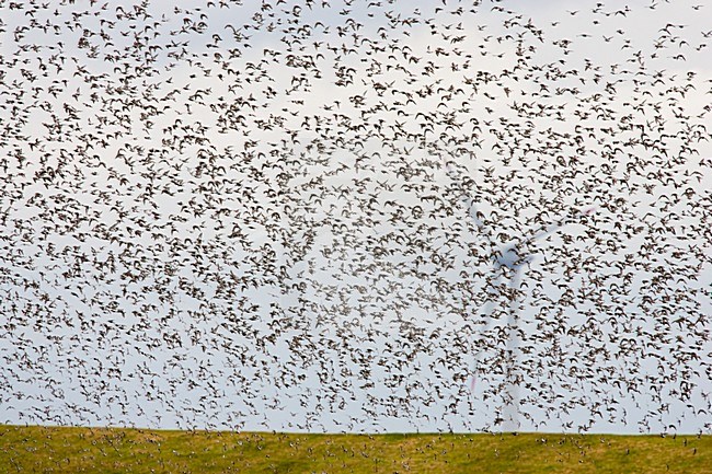 Bonte Strandlopers, Polder Breebaart; Dunlins, Polder Breebaart (Netherlands) stock-image by Agami/Menno van Duijn,