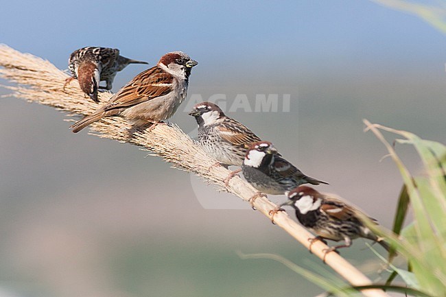 House Sparrow, Passer domesticus ssp. domesticus, adult male, Turkey - with Spanish Sparrows stock-image by Agami/Ralph Martin,
