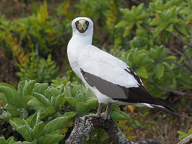 Adult Masked Booby, Sula dactylatra, in French Polynesia. Perched on dead drift wood. stock-image by Agami/James Eaton,