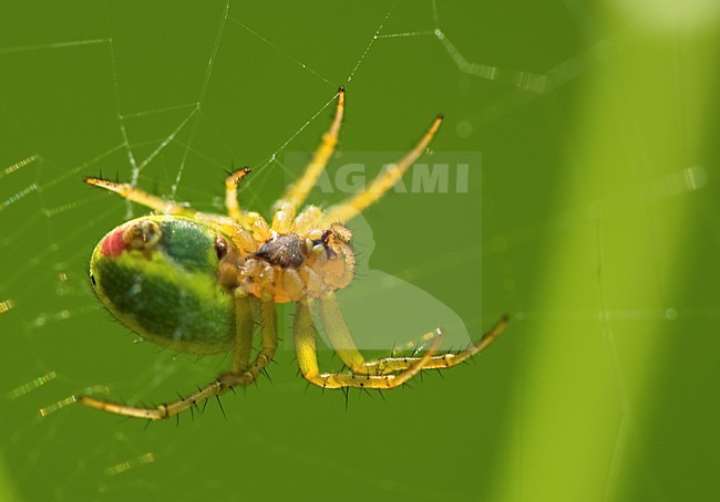 Groen-geel spinnetje in web, Spider in web stock-image by Agami/Rob de Jong,