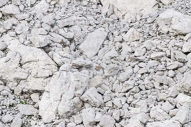Rock Ptarmigan - Alpenschneehuhn - Lagopus muta ssp. helvetica, Germany, five adult birds hidden in scree field stock-image by Agami/Ralph Martin,