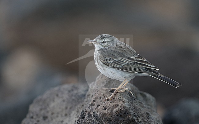 Berthelot's Pipit (Anthus berthelotii berthelotii) perched on a rock at la Rasca, Tenerife, Canary Islands stock-image by Agami/Helge Sorensen,