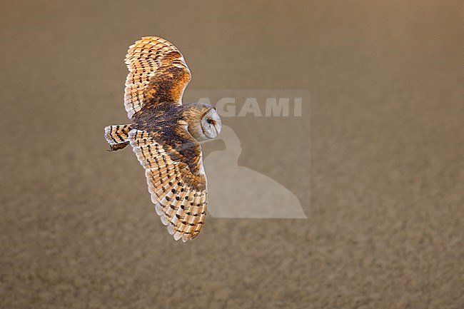 Barn Owl, Tyto alba, in flight in Italy. stock-image by Agami/Daniele Occhiato,