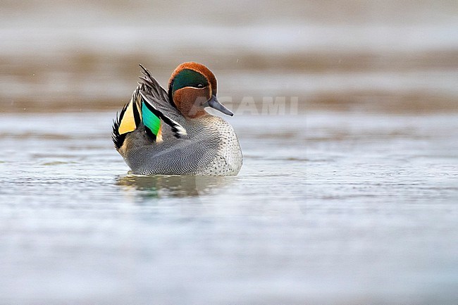 Eurasian Teal (Anas crecca) in Italy. stock-image by Agami/Daniele Occhiato,