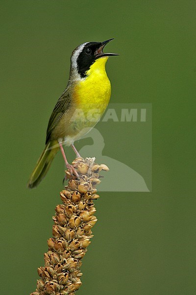 Adult male
Galveston Co., TX
April 2005 stock-image by Agami/Brian E Small,