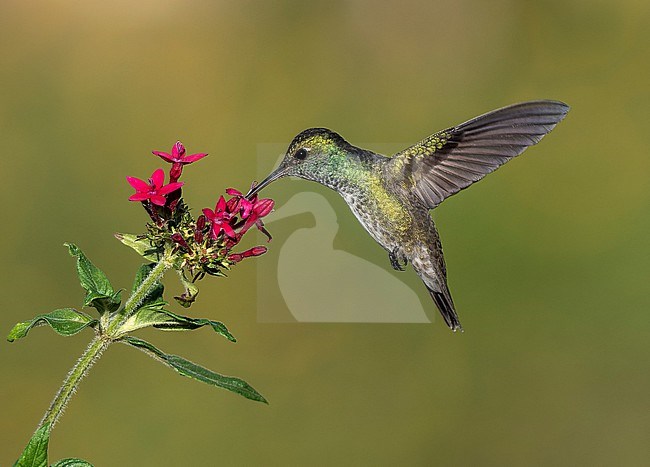 Versicolored Emerald, Amazilia versicolor versicolor, hovering to feed at a red flower stock-image by Agami/Andy & Gill Swash ,