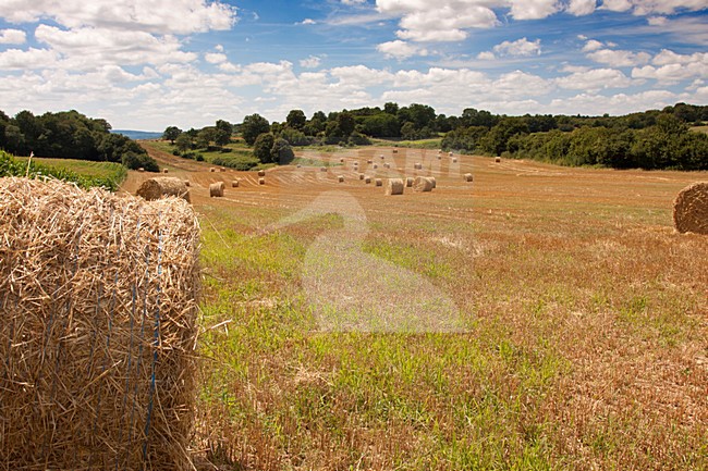 Landschap Morvan, Landscape Morvan stock-image by Agami/Theo Douma,