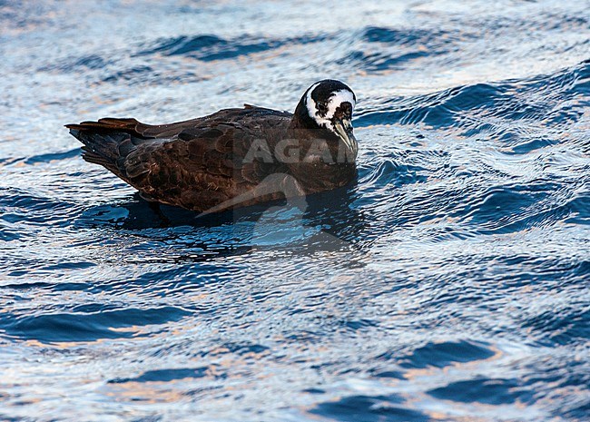 Spectacled Petrel (Procellaria conspicillata) at sea off Tristan da Cunha in the southern Atlantic ocean. Swimming on the surface. stock-image by Agami/Marc Guyt,
