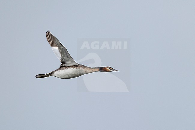 Adult great crested grebe (podiceps cristatus) in breeding plumage in flight	in the blue sky stock-image by Agami/Mathias Putze,