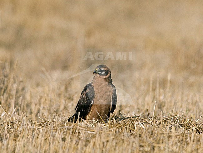 A juvenile male Pallid Harrier (Circus macrourus) resting on a field in Finland. stock-image by Agami/Markku Rantala,