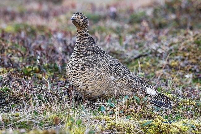 Female Rock Ptarmigan sitting in Svalbard tundra near Longyearbyen, Svalbard. June 27, 2010. stock-image by Agami/Vincent Legrand,