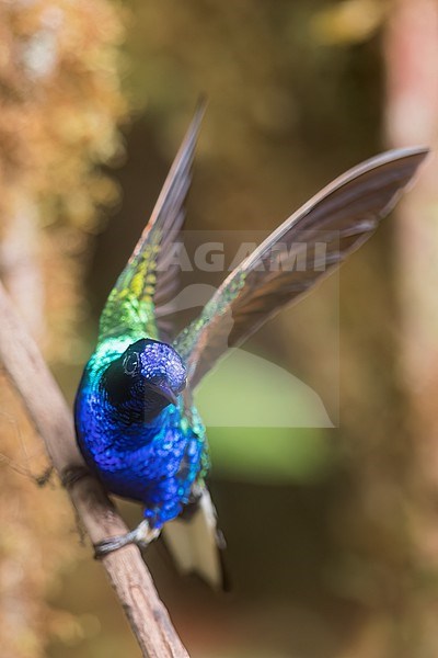 Velvet-purple Coronet (Boissonneaua jardini) perched on a branch in Colombia, South America. stock-image by Agami/Glenn Bartley,