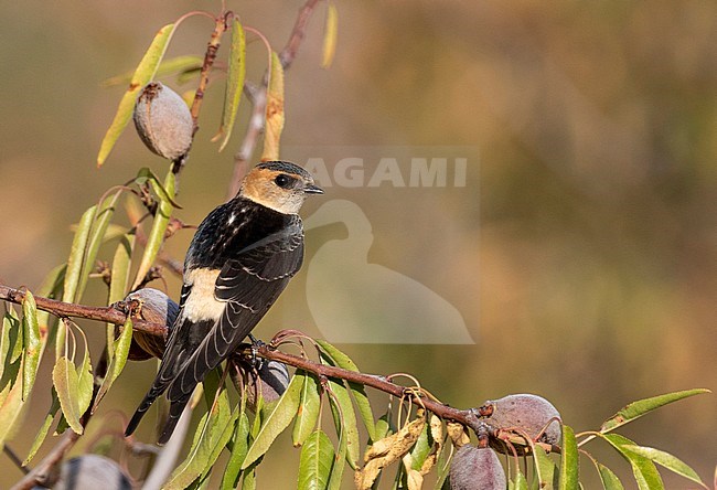 Juvenile Red-rumped Swallow (Cecropis rufula) during late summer in Spain. Perched in a fruiting tree, seen on the back, showing rump. stock-image by Agami/Edwin Winkel,