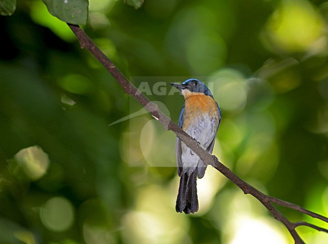 Balabakniltava, Palawan Blue Flycatcher, Cyornis lemprieri stock-image by Agami/Pete Morris,