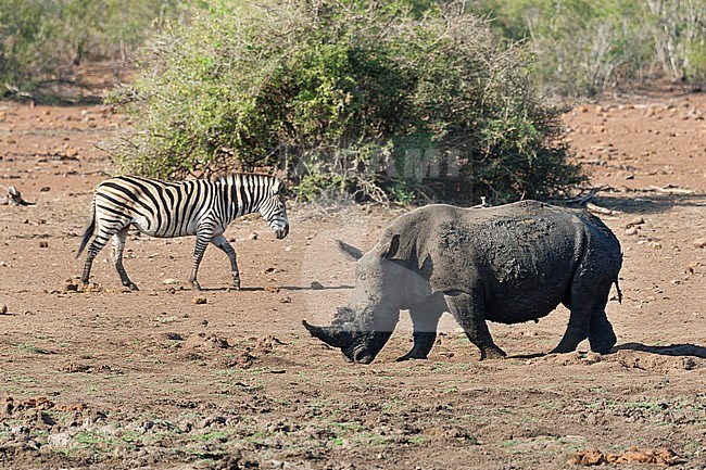 White Rhinoceros (Ceratotherium simum) in Kruger National Park, South Africa. stock-image by Agami/Caroline Piek,