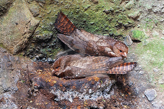 Oilbird (Steatornis caripensis) at a daytime roost in Ecuador. Locally known as the guácharo. stock-image by Agami/Marc Guyt,