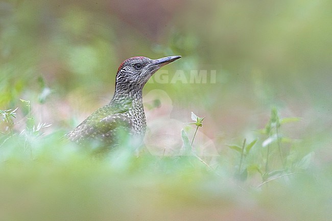 Immature Green Woodpecker, Picus viridis, in Italy. Standing on the ground. stock-image by Agami/Daniele Occhiato,