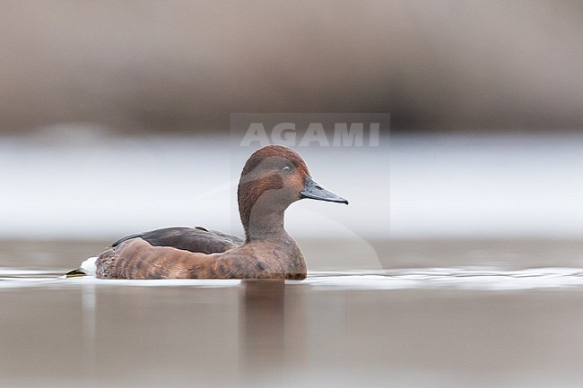Ferruginous Duck - Moorente - Aythya nyroca, Spain (Andalucia), adult, female stock-image by Agami/Ralph Martin,