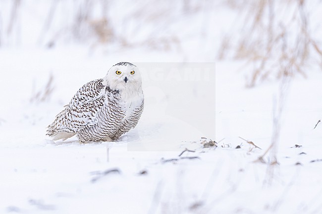 Snowy Owl (Bubo scandiacus) in snow covered landscape in Ontario Canada. stock-image by Agami/Marcel Burkhardt,