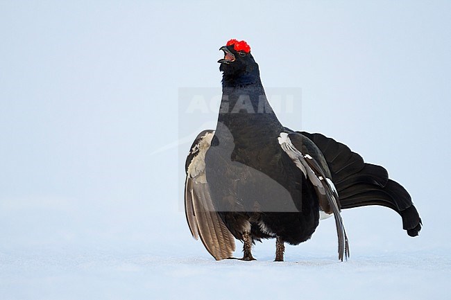 Adult male Black Grouse (Lyrurus tetrix tetrix) at a lek in Germany during spring with lots of snow on the ground. Calling loudly with spread tail. stock-image by Agami/Ralph Martin,