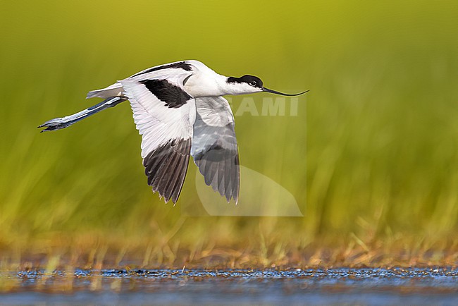 Adult Pied Avocet (Recurvirostra avosetta) in Italy. stock-image by Agami/Daniele Occhiato,