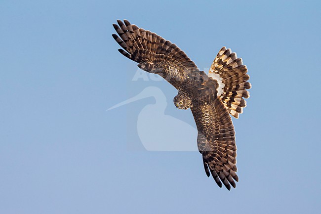 Vrouwtje Blauwe Kiekendief in vlucht; Hen Harrier female in flight stock-image by Agami/Daniele Occhiato,
