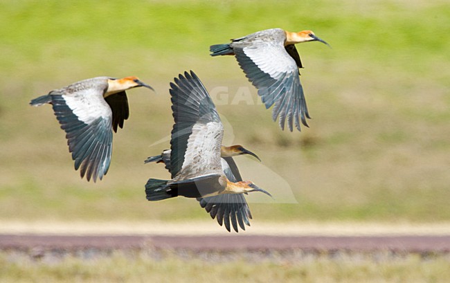 Andean Ibis, Theristicus branickii, in flight in Ecuador highlands. Split from Black-faced Ibis. stock-image by Agami/Marc Guyt,