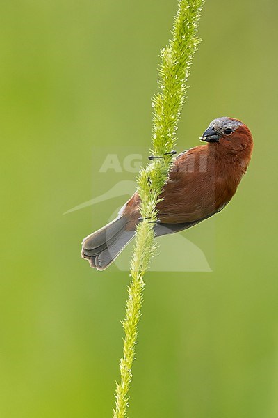 Chestnut Seedeater (Sporophila cinnamomea) Perched in grass  in Argentina stock-image by Agami/Dubi Shapiro,