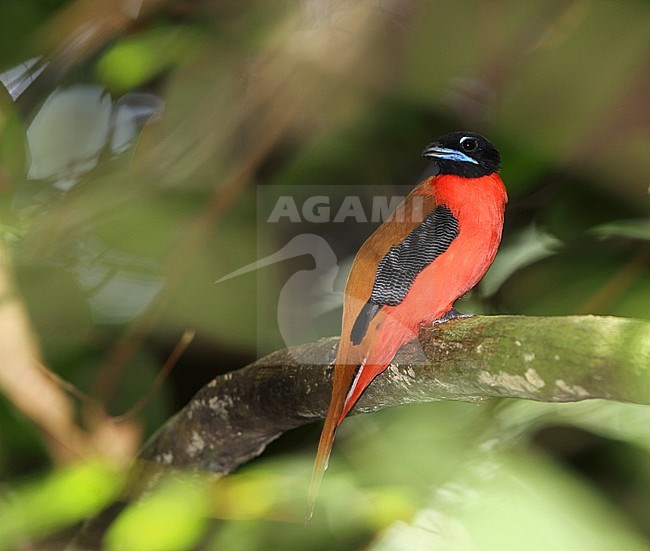 Male Cinnamon-rumped Trogon (Harpactes orrhophaeus) perched in a tall tree in lowland tropical forest of Taman Negara in Malaysia. stock-image by Agami/James Eaton,
