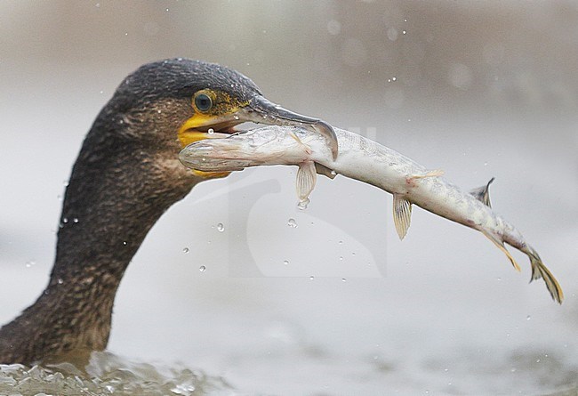 Cormorant (Phalacrocorax carbo) Hungary January 2014 feeding on pike stock-image by Agami/Markus Varesvuo,