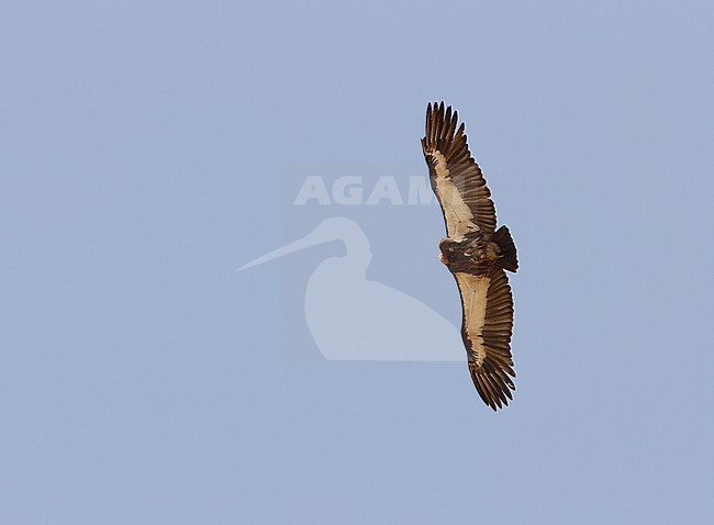 A White-Rumped Vulture (Gyps bengalensis) preening in flight, a Critically Endangered Indian species. stock-image by Agami/James Eaton,
