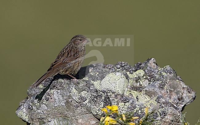 Iberian Dunnock (Prunella modularis mabbotti) juvenile perched at a rock in the Cantabrian Mountains, Castillia y Leon, Spain stock-image by Agami/Helge Sorensen,