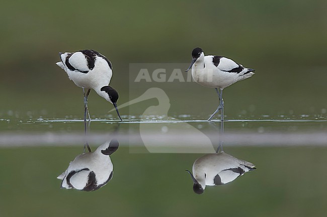  stock-image by Agami/Han Bouwmeester,