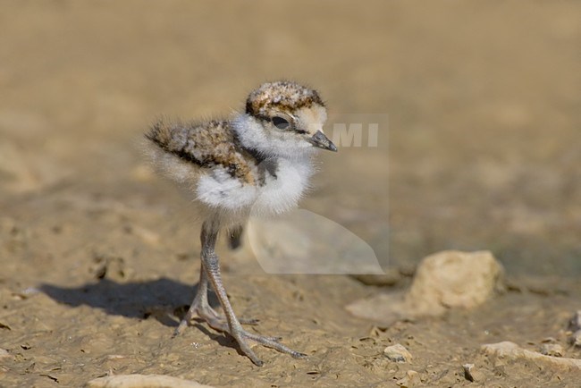 Jong van de Kleine Plevier; Little Ringed Plover chick stock-image by Agami/Daniele Occhiato,