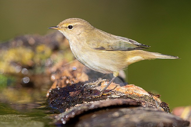 Common Chiffchaff (Phylloscopus collybita), side view of an adult at the edge of a pool stock-image by Agami/Saverio Gatto,