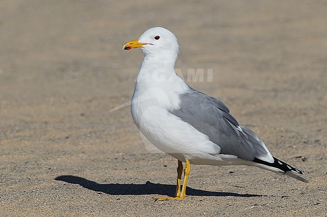 Adult breeding
Los Angeles Co., CA
March 2013 stock-image by Agami/Brian E Small,